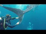 Diver Tries to Help Injured Whale Shark