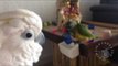 Cockatoo Keeps a Watchful Eye on Baby Brother