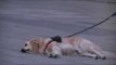 Dog Refuses to Leave With Owner Until Song Is Finished