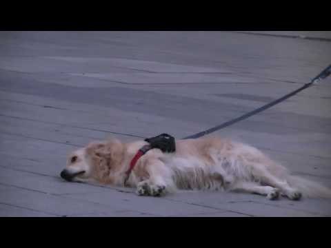 Dog Refuses to Leave With Owner Until Song Is Finished