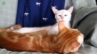 Crazy Cats and Crazy Dogs make Funny Faces Funny Pets Compilation of the Funniest Animals