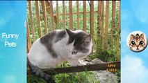 Funny Pets Funny, Clever Cats, Best Pets Compilation, Dog Tricks, Pet Animals Agility