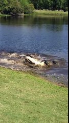Un cocodrilo tratando de comerse a otro en un campo de golf