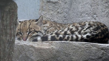 L'ocelot, le nouveau pensionnaire du zoo d'Asson