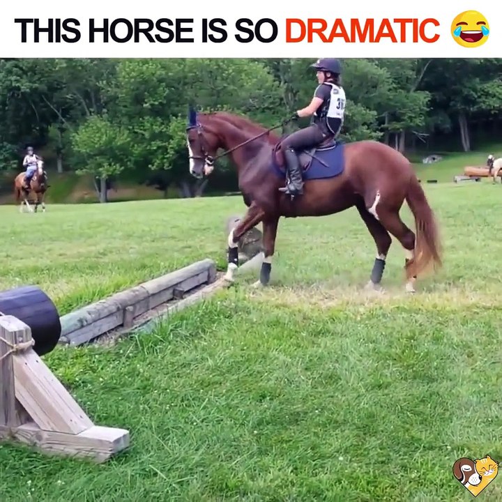 Il en fait pas un peu trop le cheval là C'est juste un petit obstacle