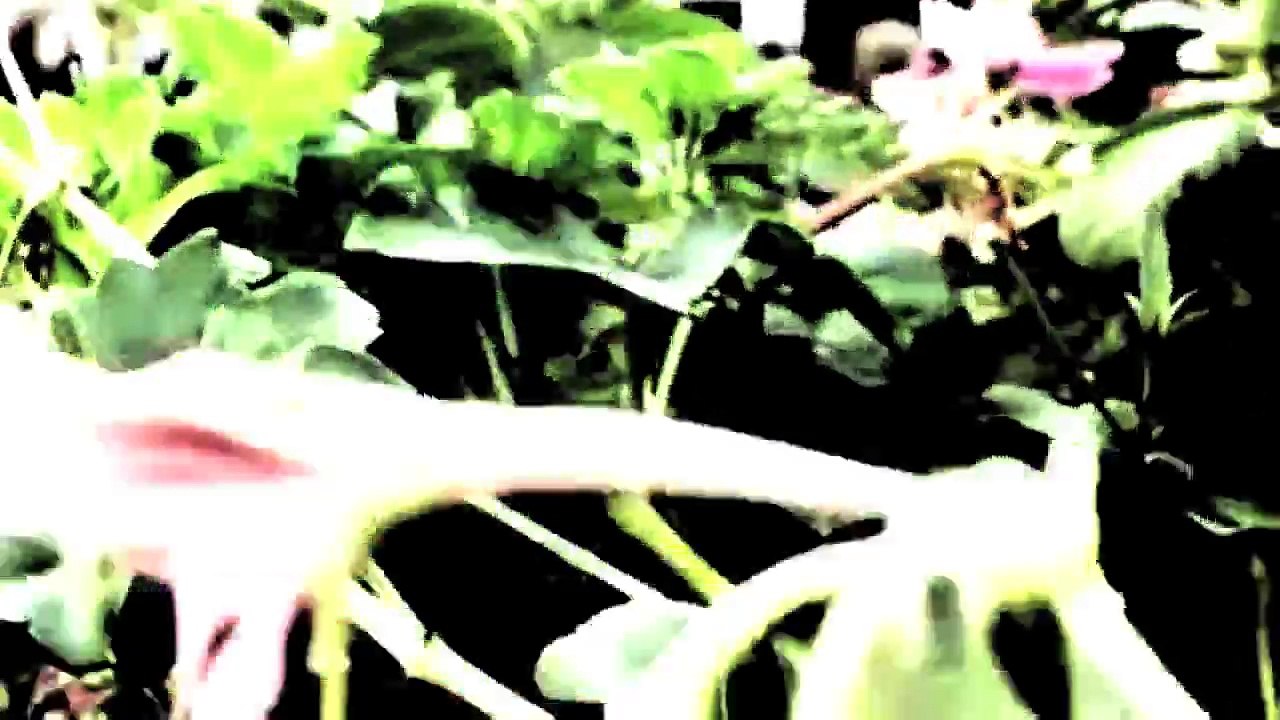 Timelapse : Zeitraffer - England 2009 /Full Film/Complete Movie/Ganzer Film