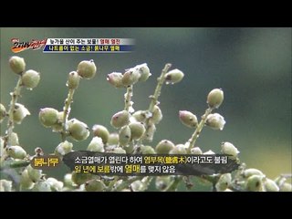 나무 열매에서 천연소금이? [뉴 코리아 헌터] 24회 20161116