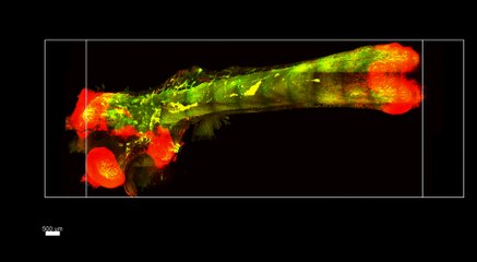 New technique makes mouse bones transparent