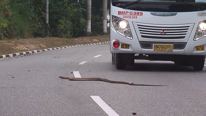 Video rekaman ular  King Kobra nyebrangi jalan bikin kaget