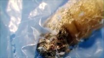 These incredible caterpillars can degrade plastic bags