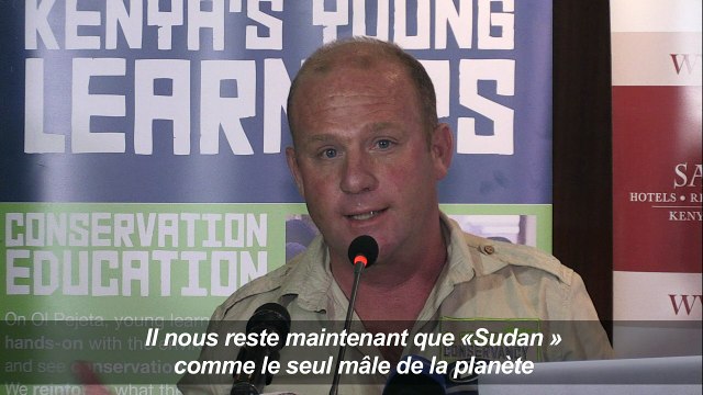 La fécondation in-vitro pour sauver le rhinocéros blanc du Nord?