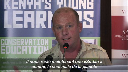 La fécondation in-vitro pour sauver le rhinocéros blanc du Nord?