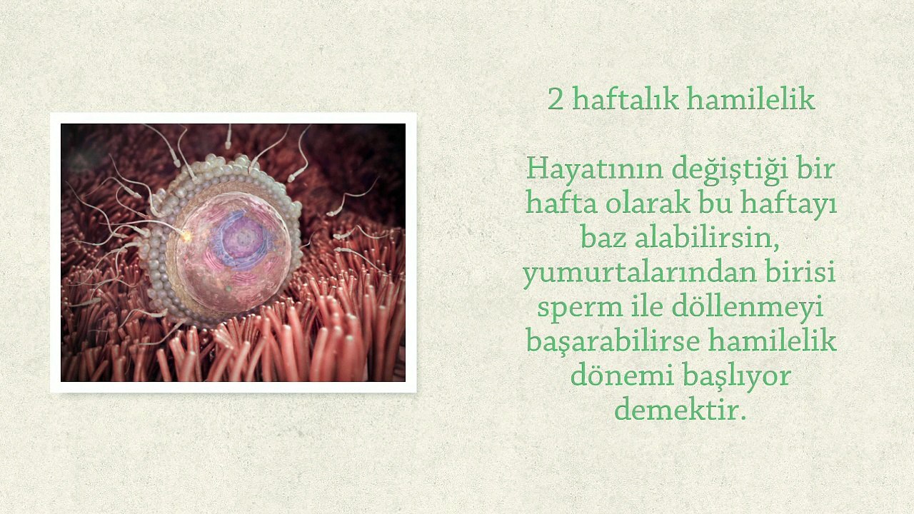 Hafta Hafta Gebelikte Bebeğin Kilosu ve Ultrason Görüntüleri