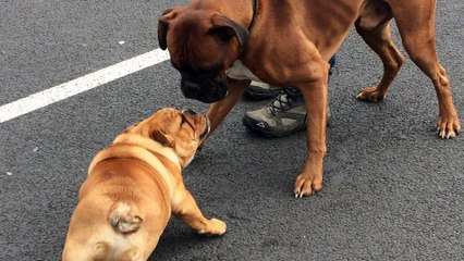Mister Igor Tan'rei bulls croise son pote Locky
