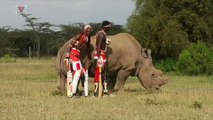 The Last Male White Northern Rhino is on Tinder