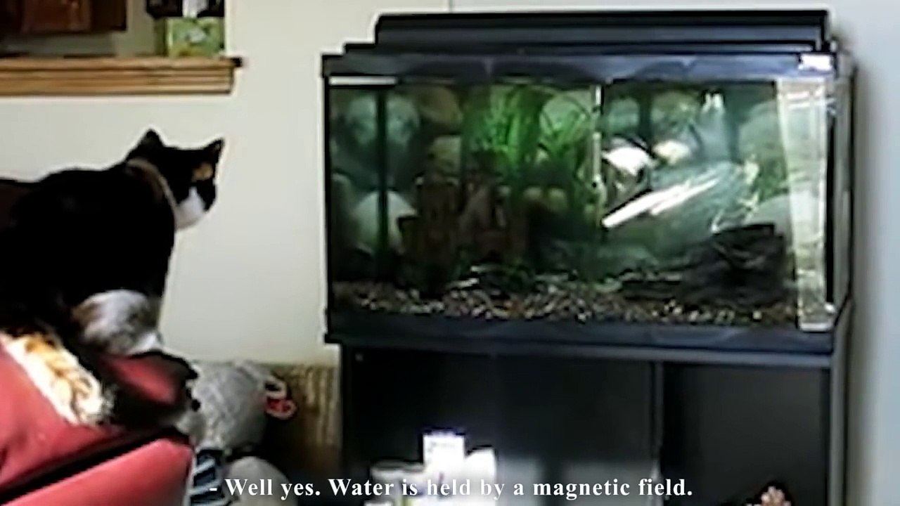 POISSON D'AVRIL - PAROLE DE CHAT