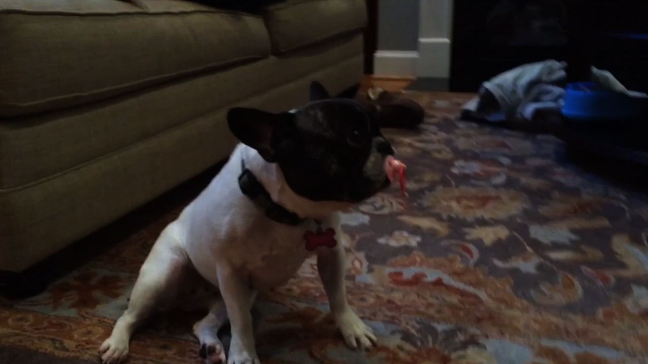 French Bulldog Loves Pacifiers