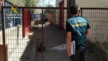 SEPRONA y ANAA rescatan en Madrid a 59 perros en pésimas condiciones higiénico-sanitarias