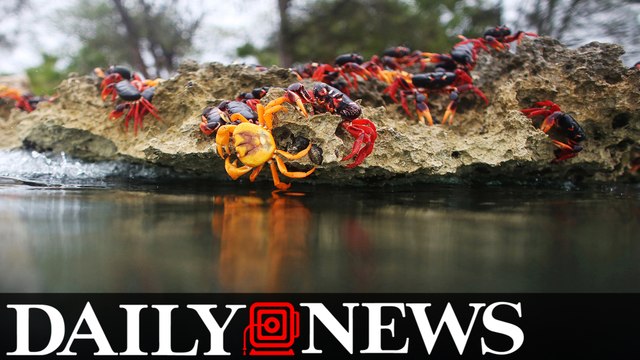 Thousands Of Crabs Migrate To Cuba's Bay Of Pigs To Lay Eggs