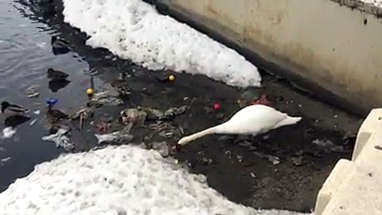 CISNE RETIRANDO LIXO DO RIO
