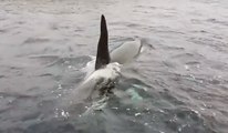 Orcas Put on Display in the Shetlands