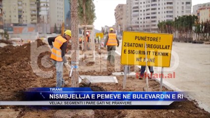Nis mbjellja e pemëve në bulevardin e ri