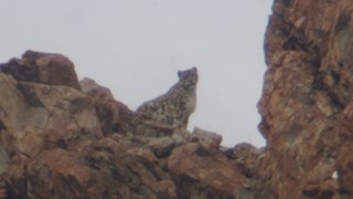 Snow leopard - Ladakh, India