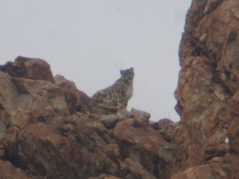 Snow leopard - Ladakh, India