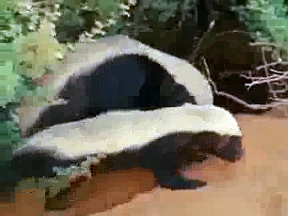 Snake Killers: Honey Badgers Of The Kalahari (Nature Documentary)