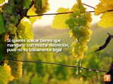 El voluntariado en Francia que te paga con vino