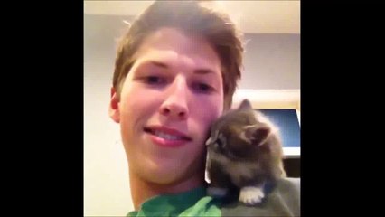 RECOPILACIÓN VIDEOS DE GATOS - FUNNY CATS