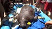 ¡Buenas noticias! Retiran a los manatíes de la lista de especies en peligro de extinción