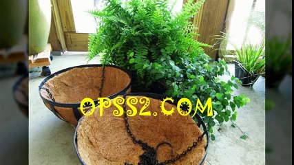 BASKET FERN OPSS2.COM 부천건마 오피쓰 부천오피
