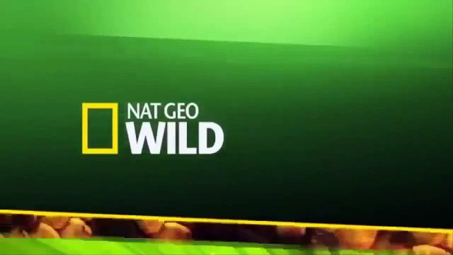 Sırtlanlar Vahşi Yaşam Türkçe Belgesel İzle.Belgesel izle türkçe 2017