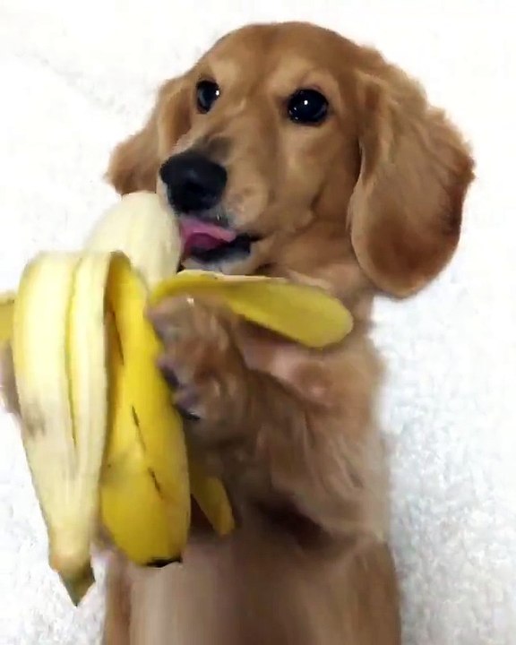 Cachorro come banana igual a um ser humano