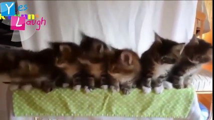 Funny videos 2017 - Funny Cat - Funny Dog Try Not To Laugh Challenge!!