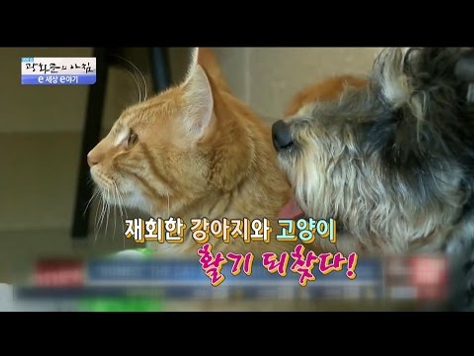 강아지와 고양이의 환상의 케미! [광화문의 아침] 353회 20161108