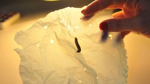 This Worm Could Solve Our Plastic Waste Problem