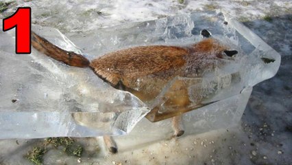 10 Inacreditáveis ​​Animais Congelados