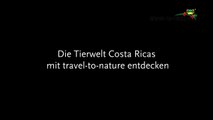 Tierarten Costa Ricas - Der Nasenbär-ehWsoHpAlnw