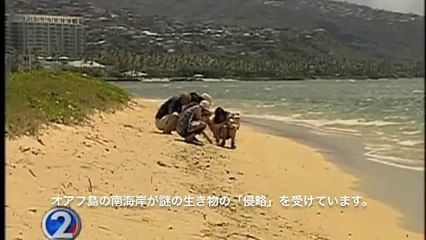 Mysterious crab-like creatures in Oahu Beach