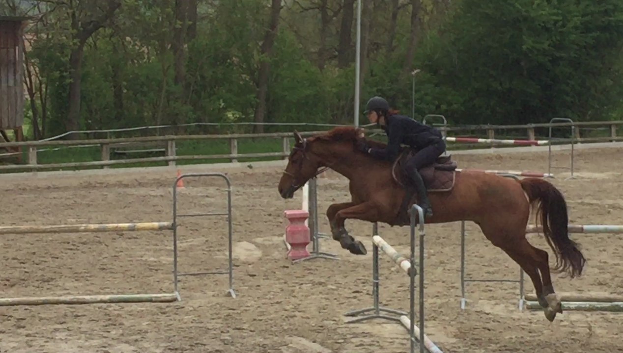 Sexy Boy de Belgy - Obstacle 105-115 cm - 25 avril 2017