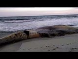 Whale washes ashore Mumbai's Juhu beach, 30-ft long found dead