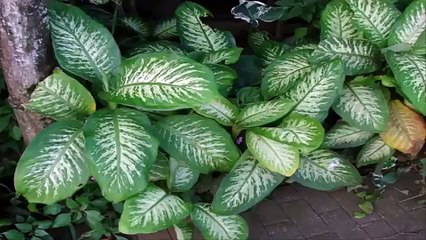 Planta altamente venenosa-Dieffenbachia
