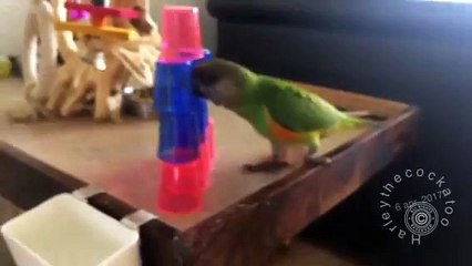 Lihat Tingkah Burung Kakaktua Ini, Pintar Sekali...