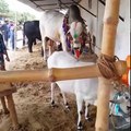 Qurbani Camels, cows, goats of Sanaullah from Karachi 2016