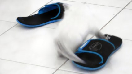 UN CHATON RAGDOLL ET UNE TONG