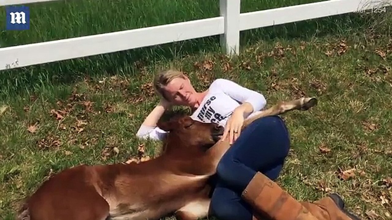 Modelling is hard work! Adorable foal takes nap during photoshoot