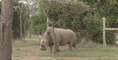 La fécondation in-vitro pour sauver le rhinocéros blanc du Nord?