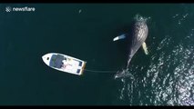 Scarlet the previously entangled whale shows up dead